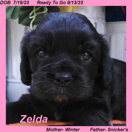 puppy, for, sale, Cocker Spaniel, Joe & Cherri  Overlease, dog, breeder, Miller, MO, dog-breeder, puppy-for-sale, forsale, nearby, find, puppyfind, locator, puppylocator, aca